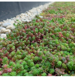 Sedum StockDrain 80 - 预先栽培的绿色屋顶砖 - MatGeco