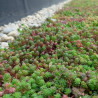 Sedum StockDrain 80 - 预先栽培的绿色屋顶砖 - MatGeco